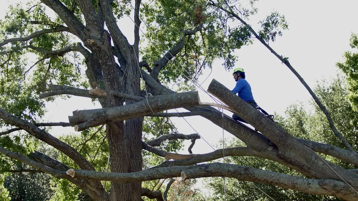 Professional Crown Thinning performed by certified arborists in Martinton