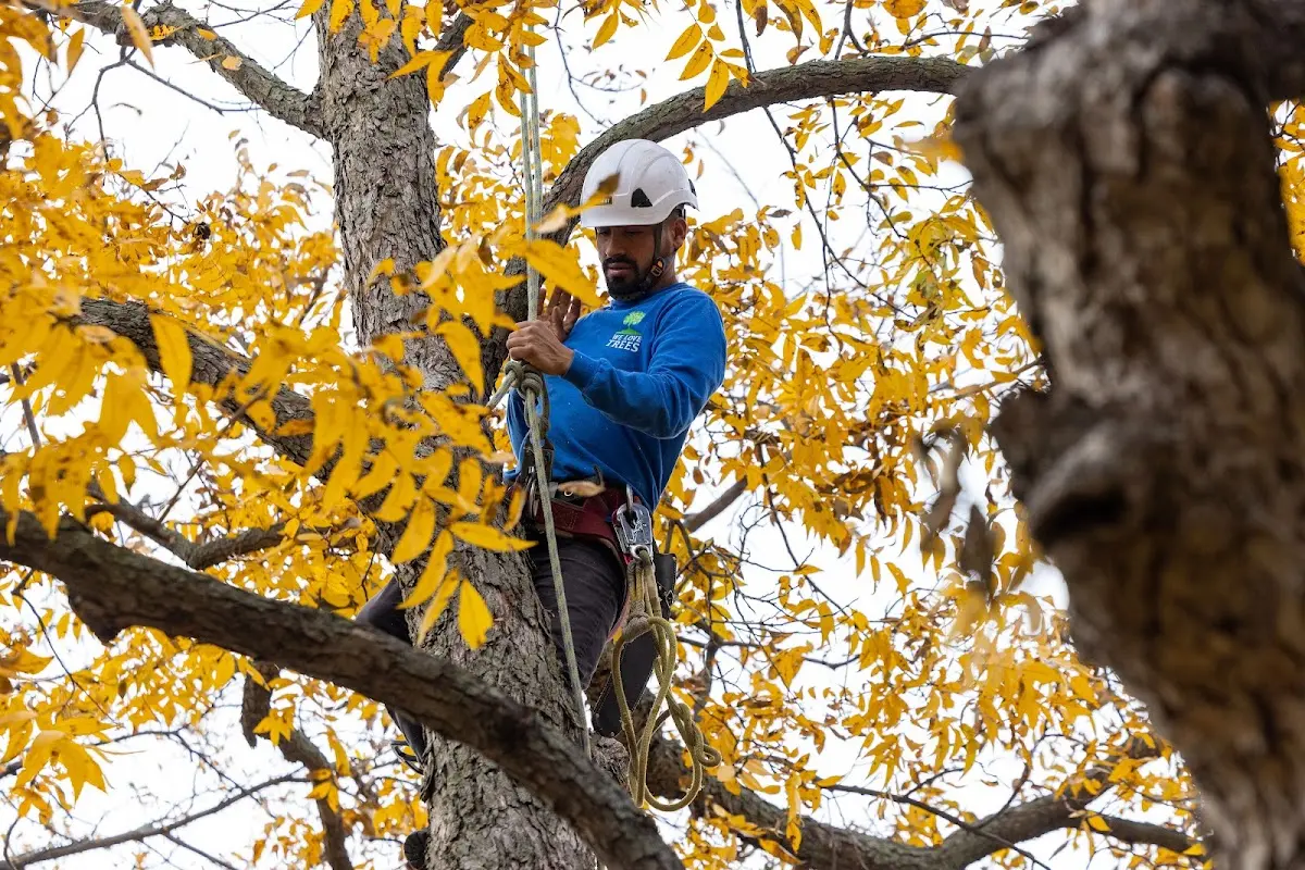 Skilled Emergency Tree Service crew working in Martinton